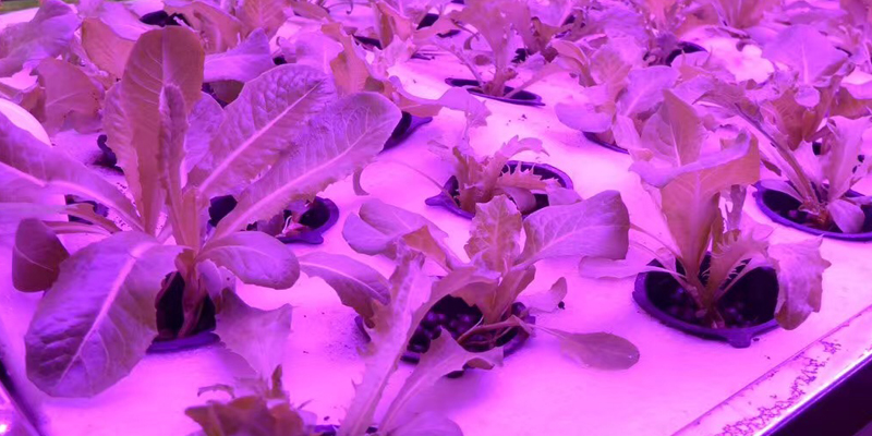 why use led grow light strips